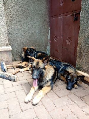 The•Pet•Care Ug mobile Grooming image