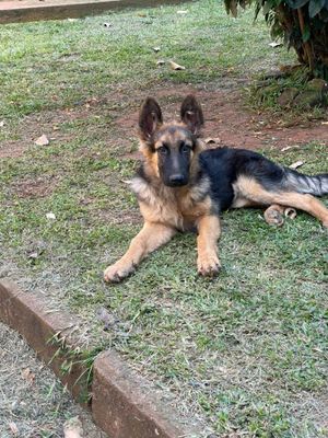 The•Pet•Care Ug mobile Grooming - photo 9