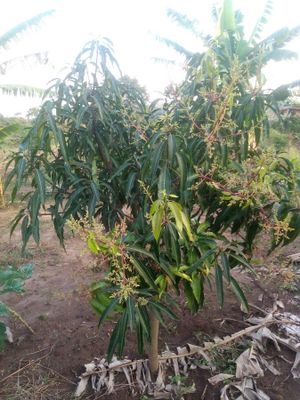 Uwepo Tree & Plant Nursery image