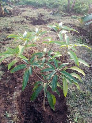 Uwepo Tree & Plant Nursery image