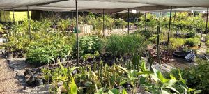 Uwepo Tree & Plant Nursery image