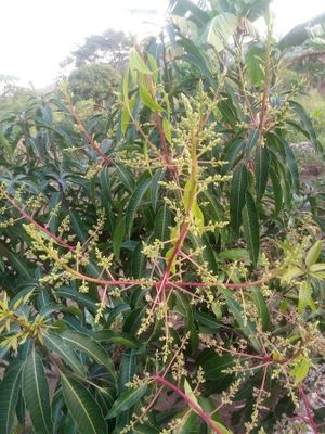 Uwepo Tree & Plant Nursery image