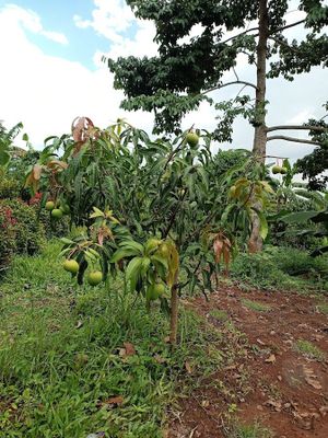 Uwepo Tree & Plant Nursery image