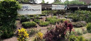 Uwepo Tree & Plant Nursery - photo 8