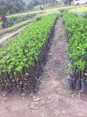 Uwepo Tree & Plant Nursery - photo 9