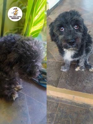 The The•Pet•Care Ug mobile Grooming experience on LyveCity