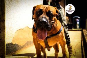 The The•Pet•Care Ug mobile Grooming experience on LyveCity