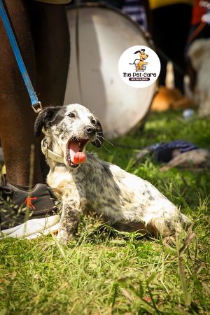 The The•Pet•Care Ug mobile Grooming experience on LyveCity