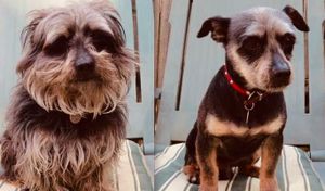 The The•Pet•Care Ug mobile Grooming experience on LyveCity