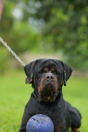 The Elham kennel uganda experience on LyveCity