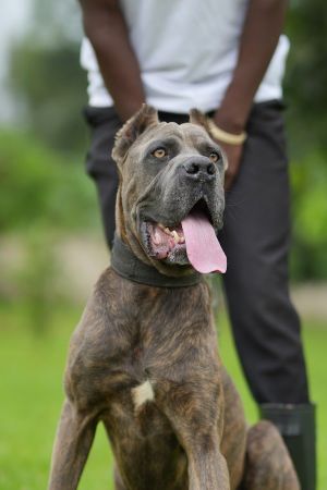 The Elham kennel uganda experience on LyveCity