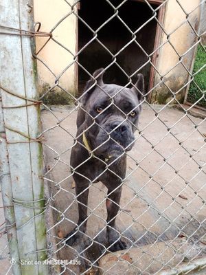 The Elham kennel uganda experience on LyveCity