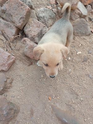 The Elham kennel uganda experience on LyveCity