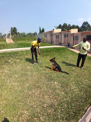 The Elham kennel uganda experience on LyveCity