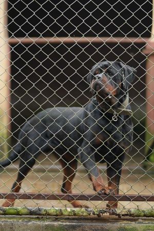 Elham kennel uganda - photo 8