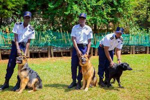 The GoodTimes Security Services Ltd experience on LyveCity