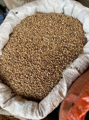 Sahara SPICE HUB image