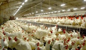 Conversion Feeds Ltd image