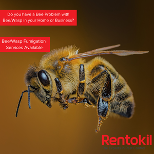 The Rentokil Pest Control - Kampala experience on LyveCity