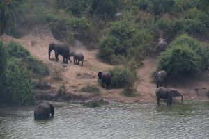 Enchanted Uganda Safaris image