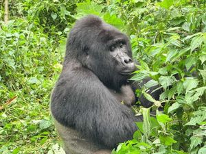 Enchanted Uganda Safaris image