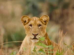 Enchanted Uganda Safaris image
