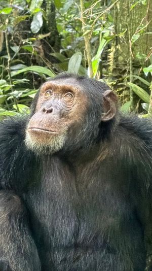 Enchanted Uganda Safaris image