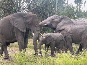 Enchanted Uganda Safaris image