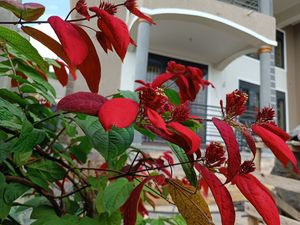 Eco MICE Landscaping Uganda image