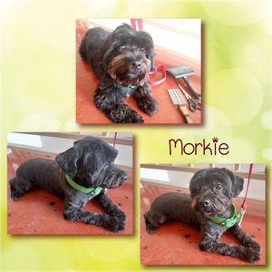 The JANTI'S Dog Grooming experience on LyveCity