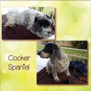 The JANTI'S Dog Grooming experience on LyveCity