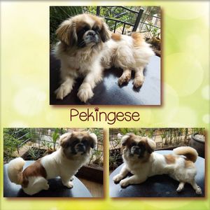 The JANTI'S Dog Grooming experience on LyveCity